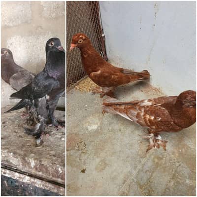 4 pathay or 2 male