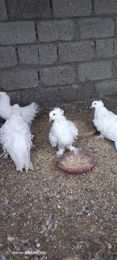 Frill back pigeon