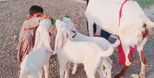 3 Bacchon Ka Sath Desi Bakri For Sale & _03246711890