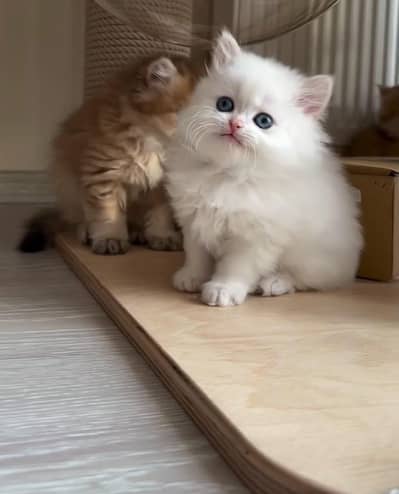 Persian kittens dua Whstp03258943611