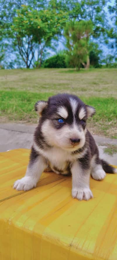 Beautiful & healthy Siberian Husky puppies urgent seal