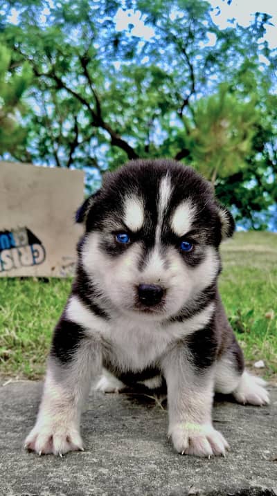 Beautiful & healthy Siberian Husky puppies urgent seal