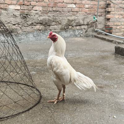 herra murga for sale