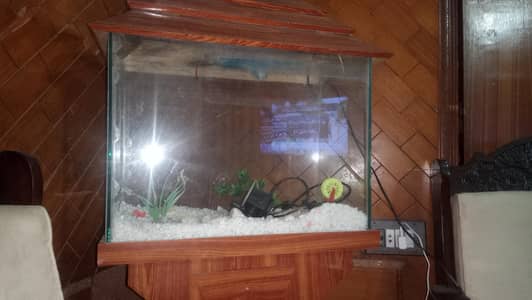 fish aquarium