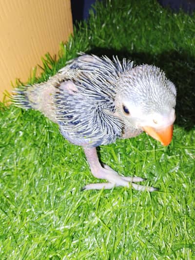 Ringneck chicks