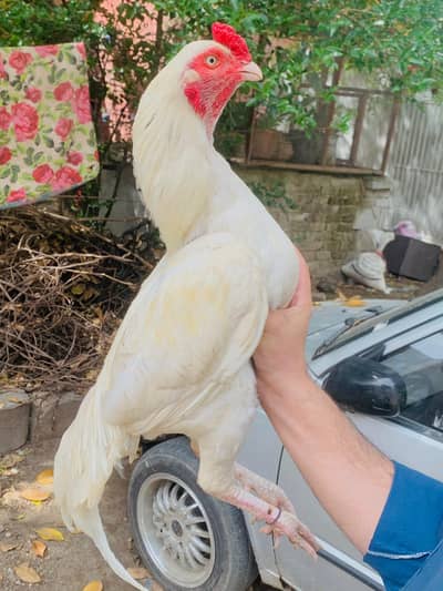 good bird bech ma thory sy black par Hain
