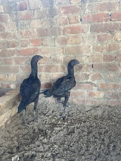Dragon aseel pair