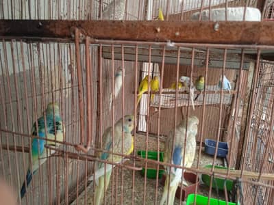 budgies mix bajri rainbow healthy young breeder pairs 17 plus 15 patha