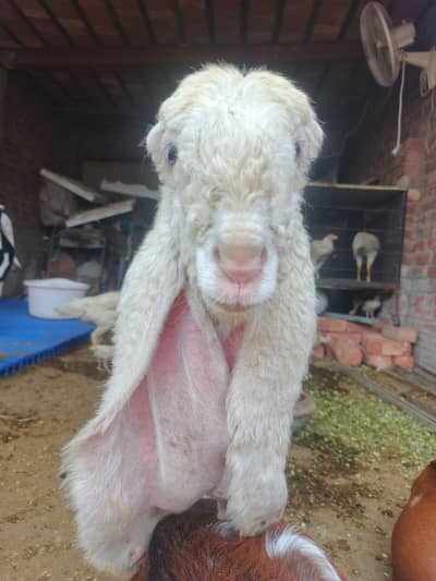 Kajla chatra | lela | kakka kajla | chatra | Bakra | goat | sheep