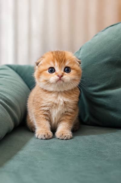 Scotish Fold Imported Kittens