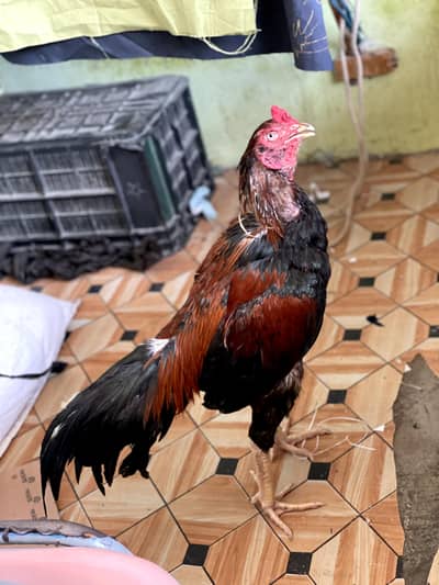Akbar jet choka haii
