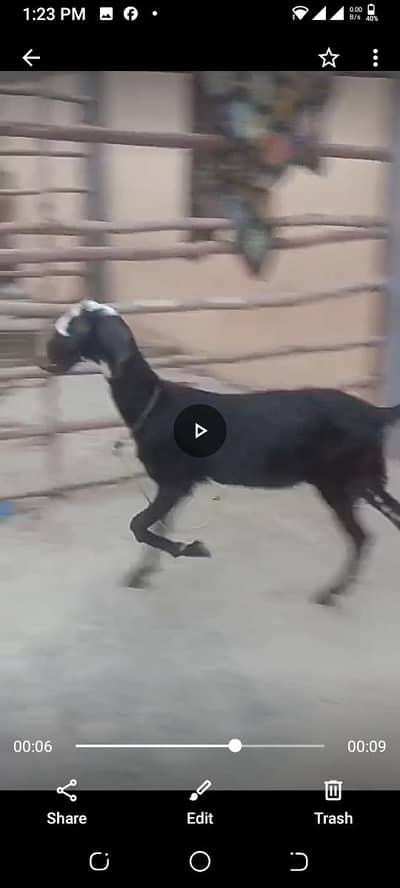 9 month kheeri path nagra beetal