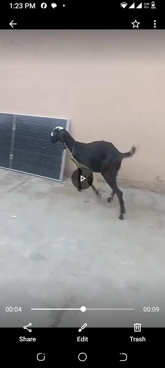 9 month kheeri path nagra beetal — photo 2