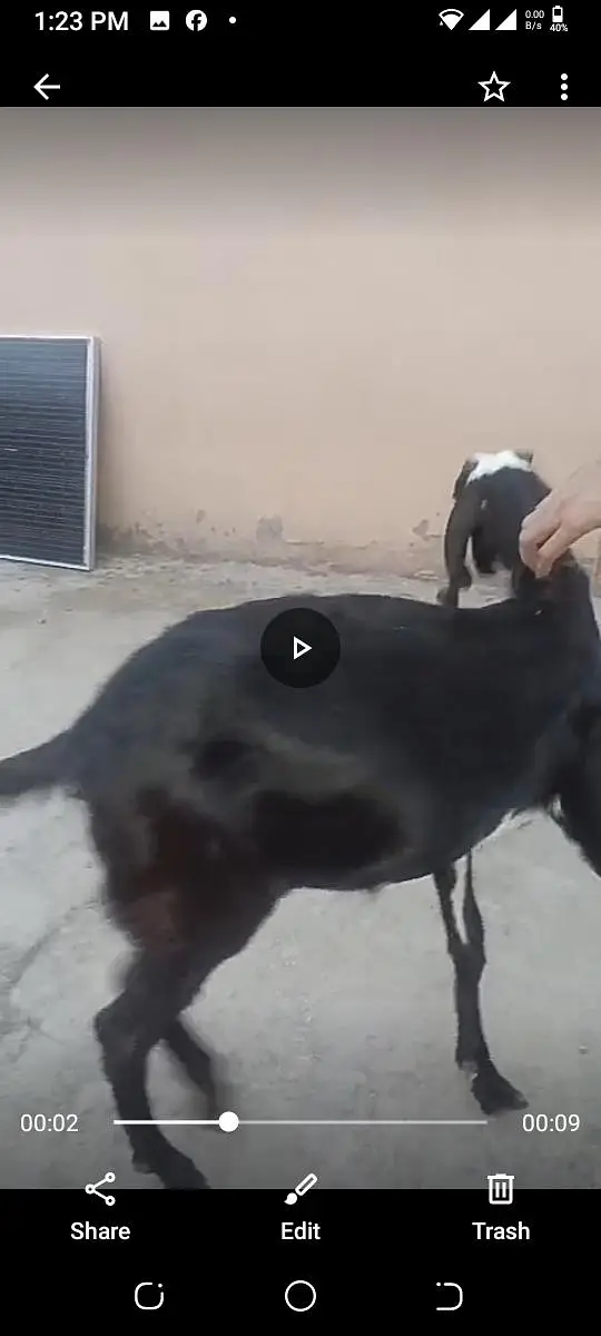 9 month kheeri path nagra beetal — photo 3