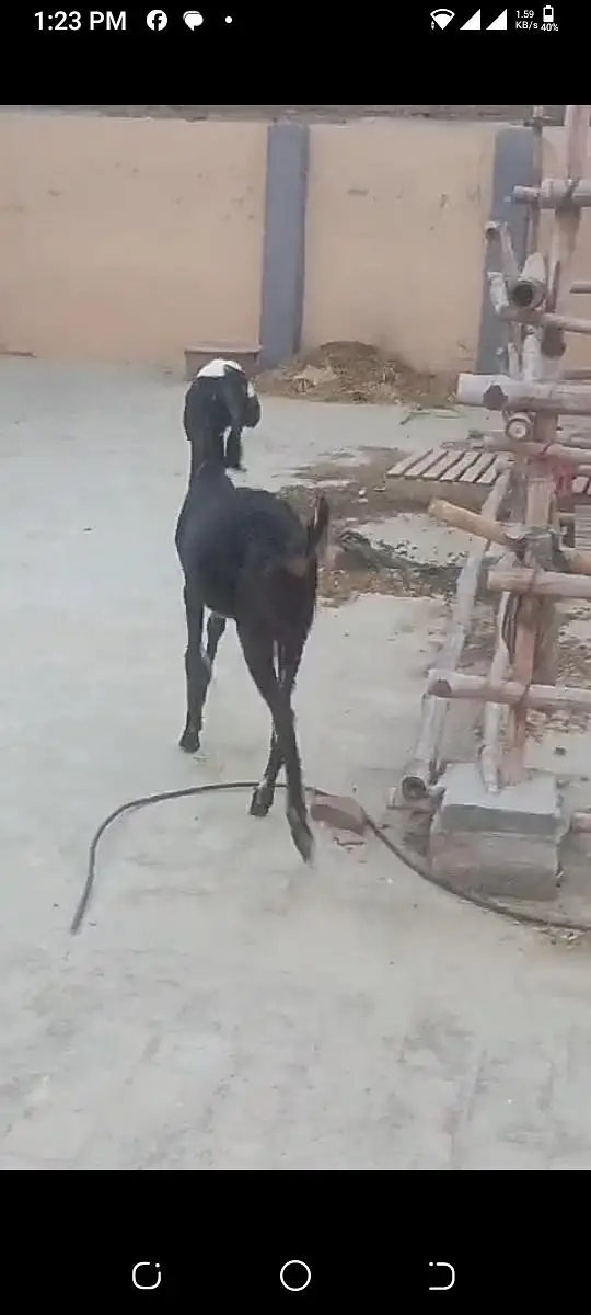 9 month kheeri path nagra beetal — photo 4