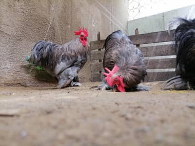 Pure Bantam '0' size fancy