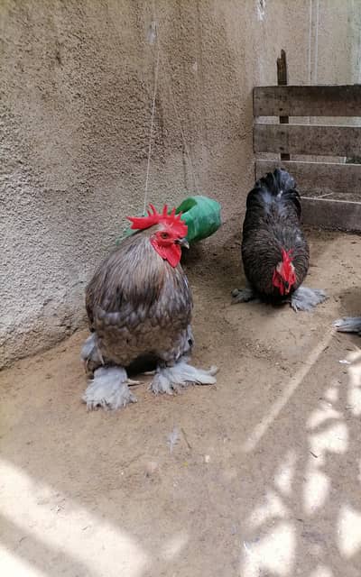 Pure Bantam '0' size fancy