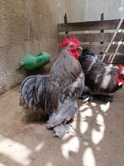 Pure Bantam '0' size fancy