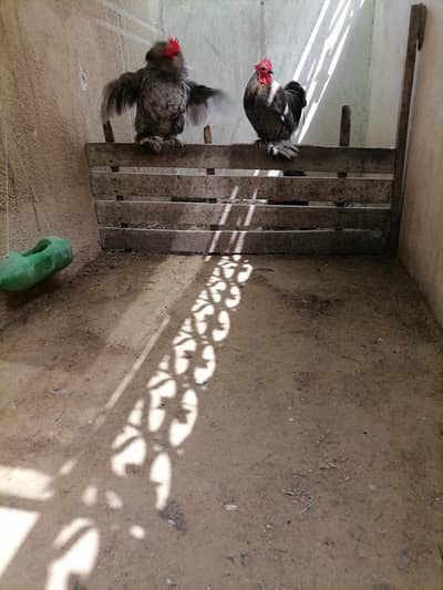 Pure Bantam '0' size fancy