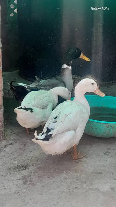 Desi Ducks Full Grown