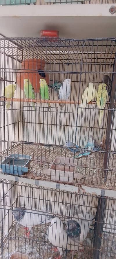 Active bird