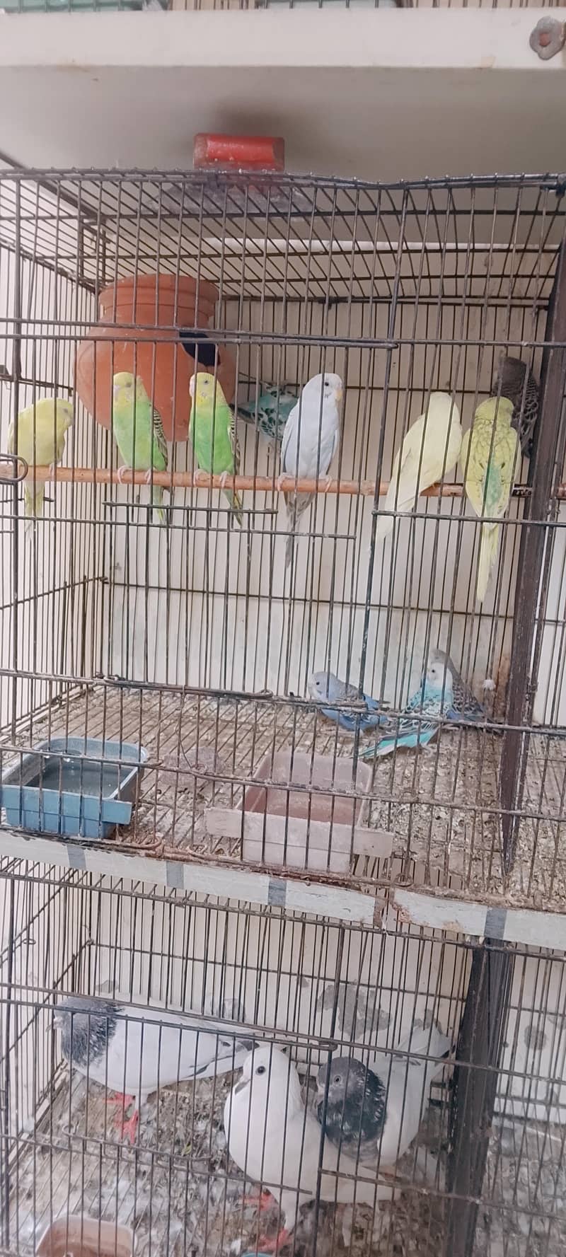 Active bird 1