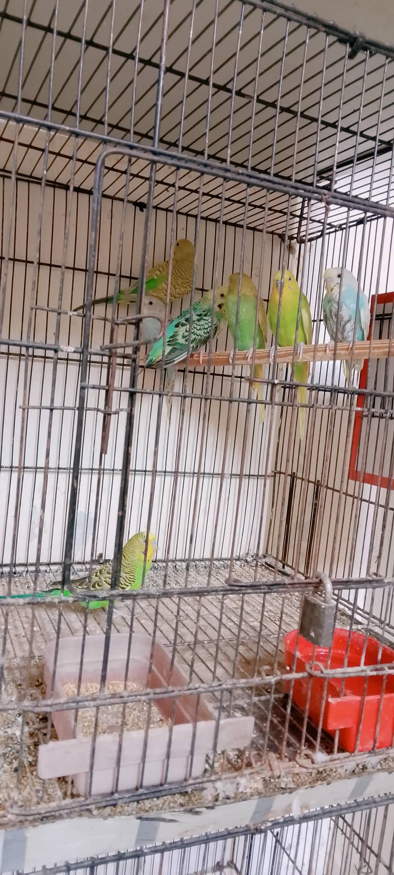 Active bird 2