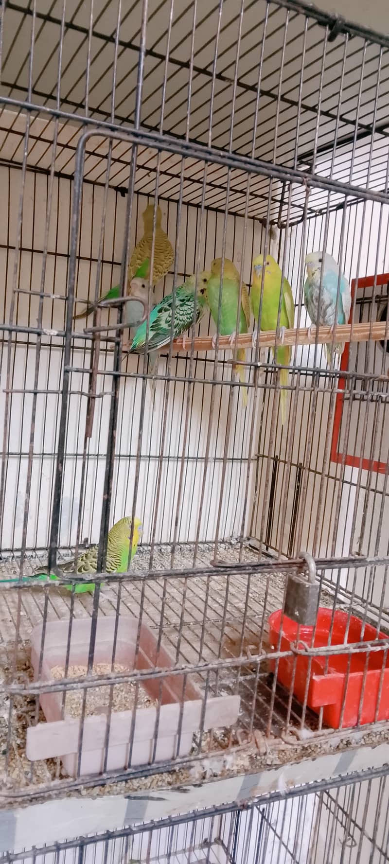Active bird 3