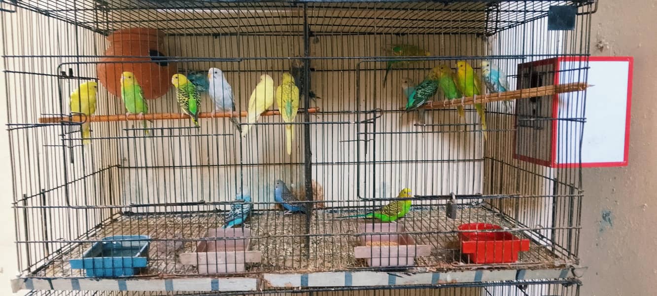 Active bird 4