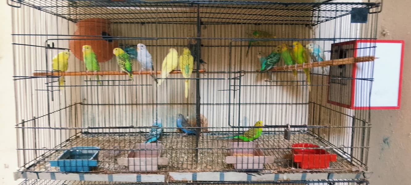 Active bird 5