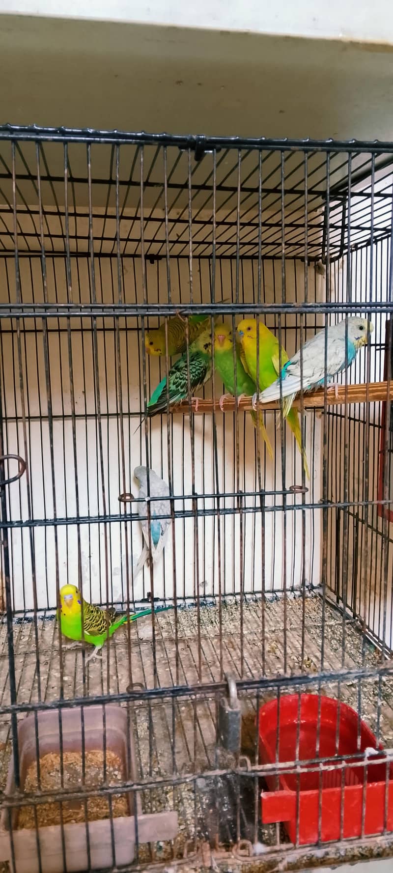 Active bird 6