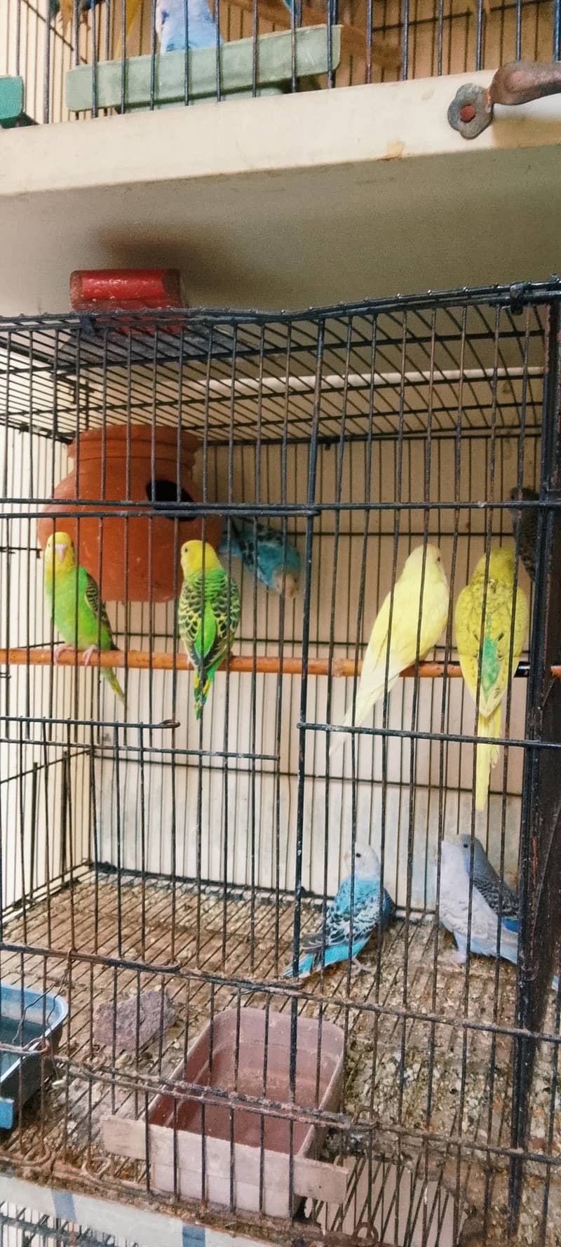 Active bird 7