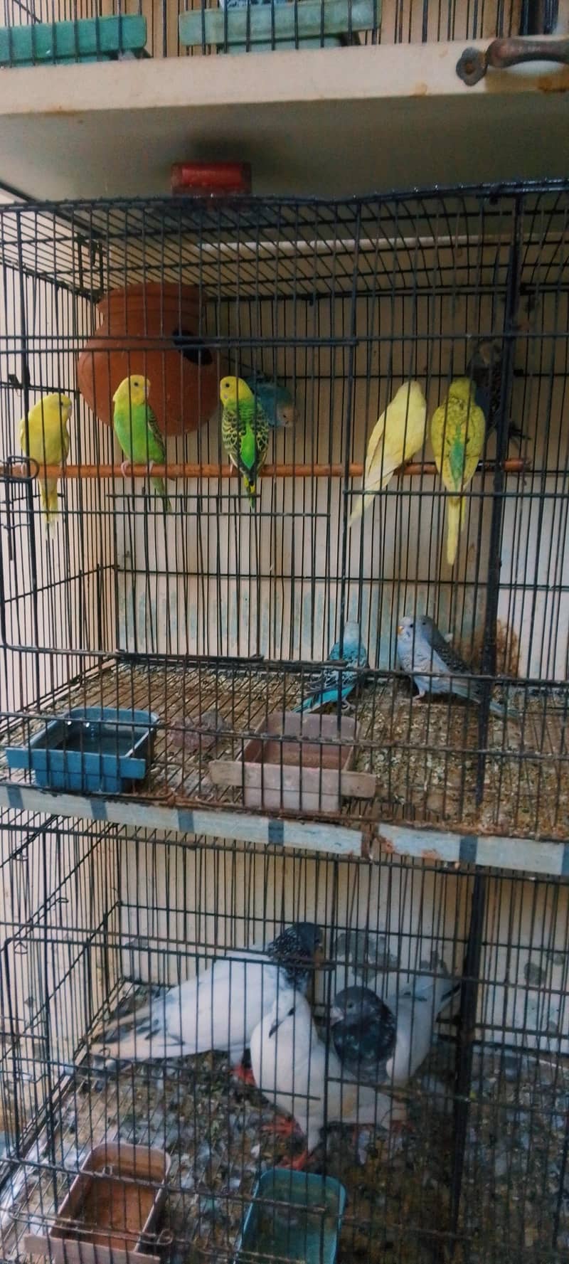 Active bird 8