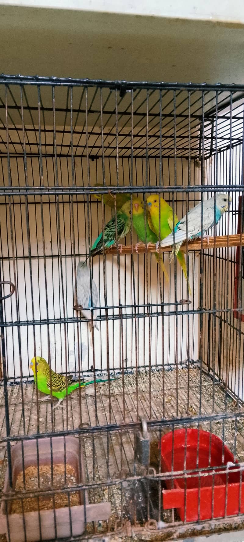Active bird 9