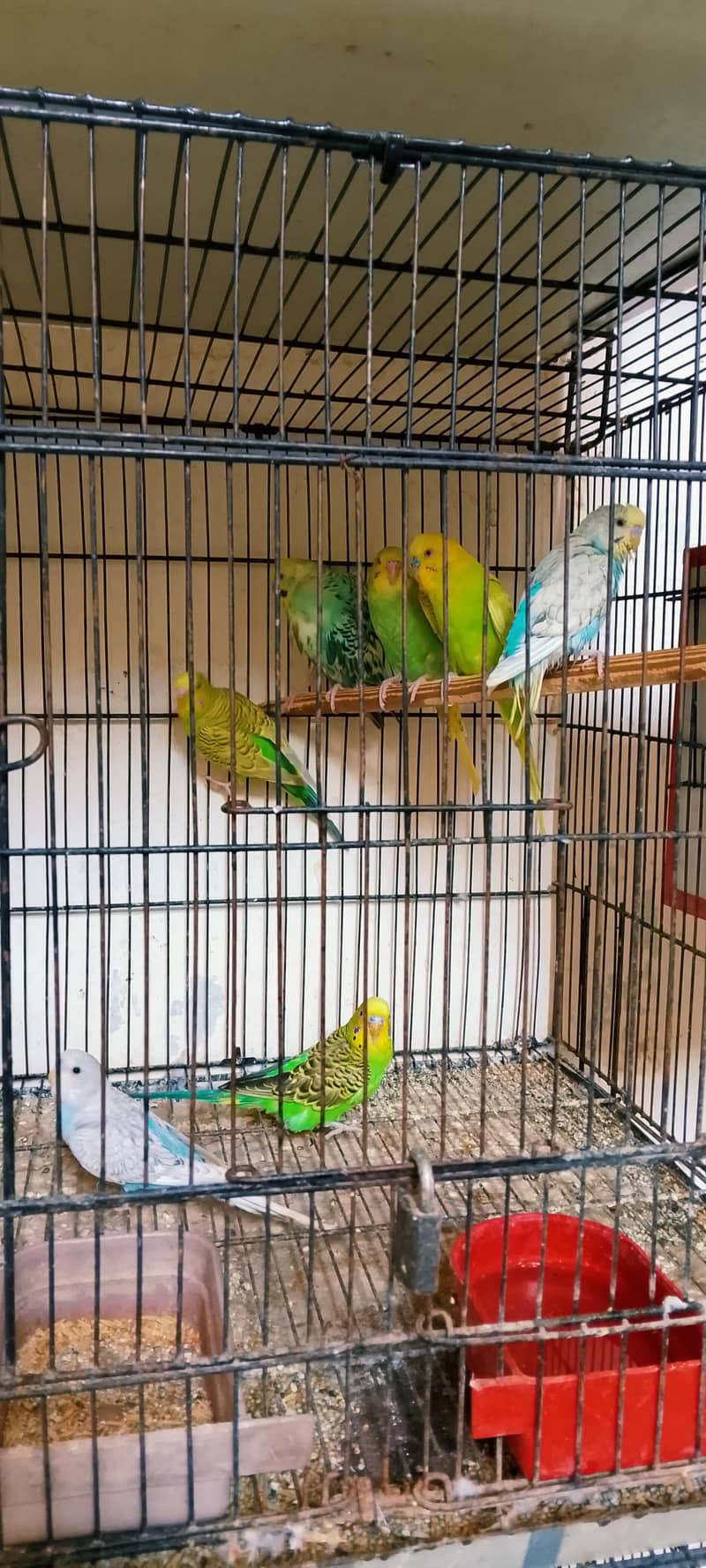 Active bird 10