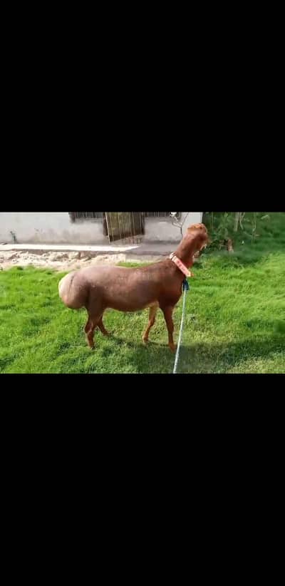 Turkey Dhumba Height 40Inch 2dant live weight 92kg