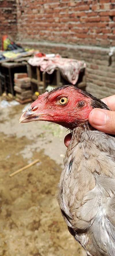Saleti burmi cross aseel murgi available 03350661457
