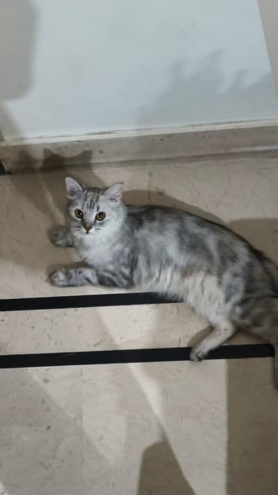 semi Persian