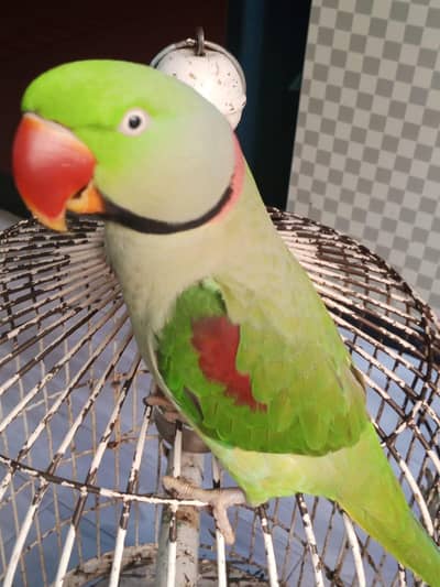 Raw Male Parrot Handtame talking