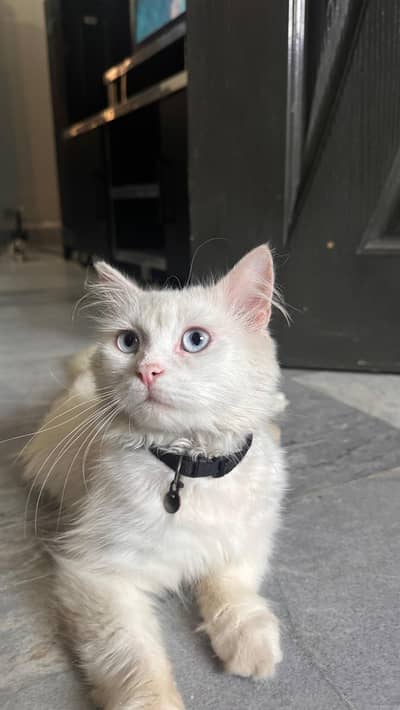 Pure Persian Cat with stunning blue eyes - healthy and fluffy