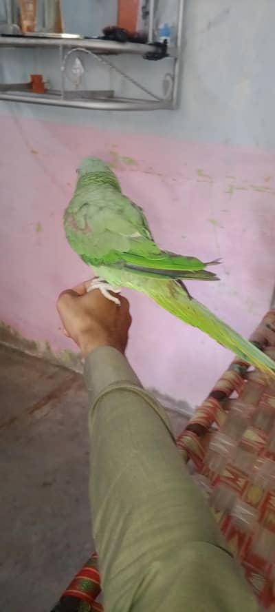 ful talking