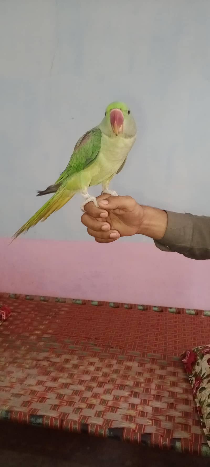 ful talking 1