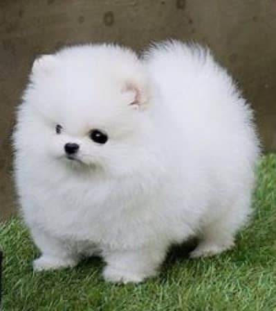 Pomeranian puppies 92@330*540*6115