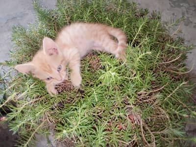 Persian kitten full active female 2 months