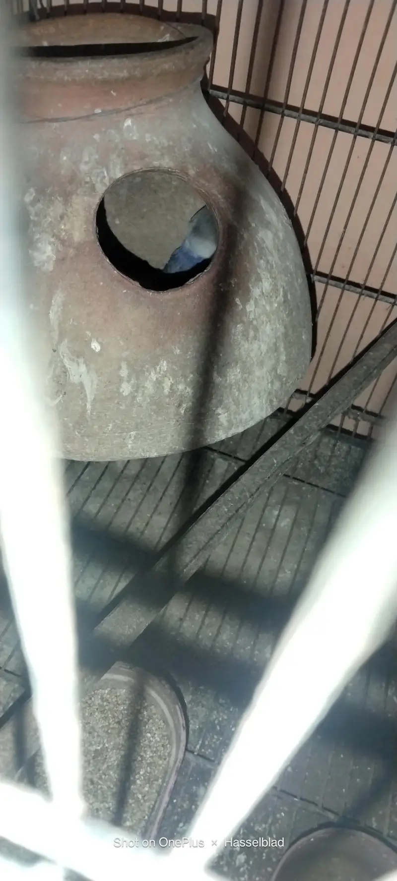 Albino and other fisher — photo 8