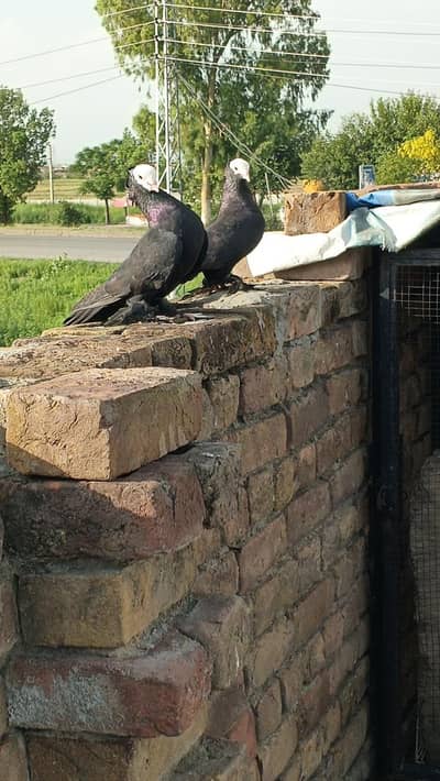 Black Mukhi Breeder Pair