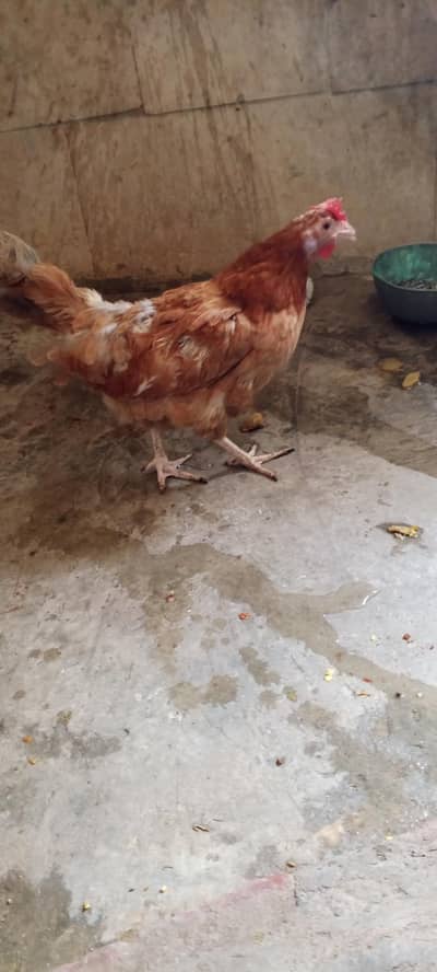 Desi hen for sale