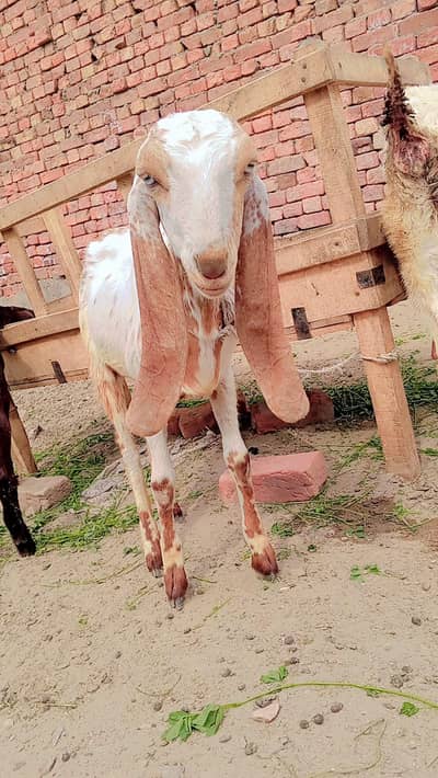 makhi chini