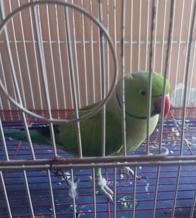 Parrot Green Ring Neck