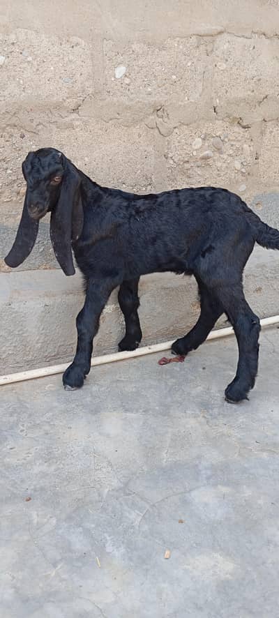 Bakra